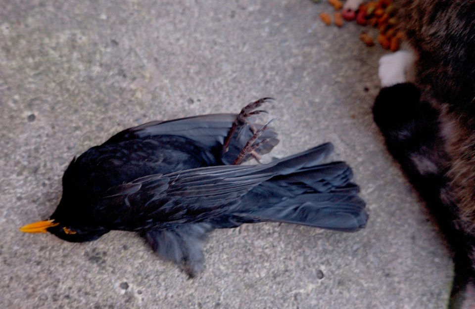 4401414123_0c76710dcd_b